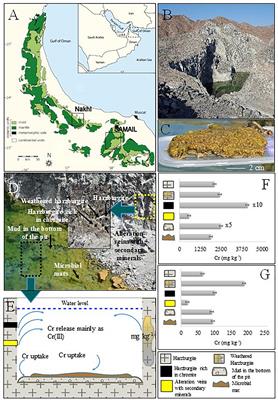 The Role of Microbial Mats in the Removal of Hexavalent Chromium and Associated Shifts in Their Bacterial Community Composition